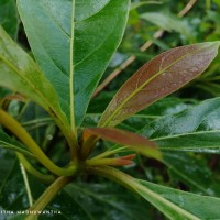 Terminalia bellirica (Gaertn.) Roxb.